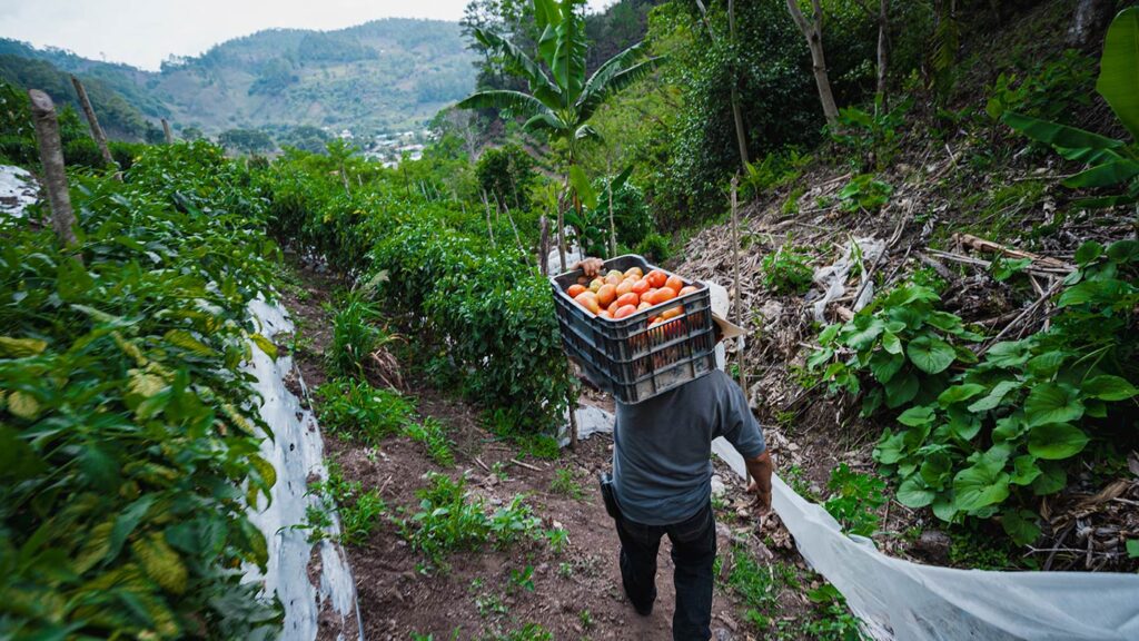 Agricultura sostenible en Honduras.